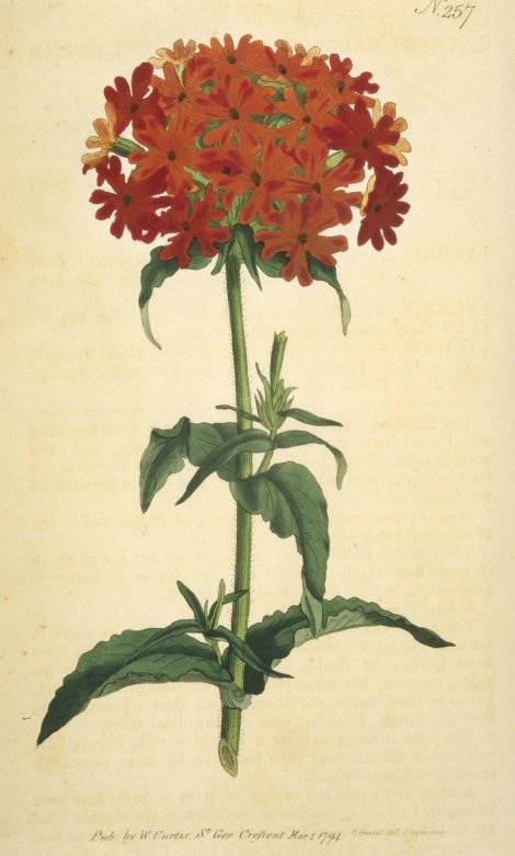 Lychnis chalcedonica - Curtis's Botanical