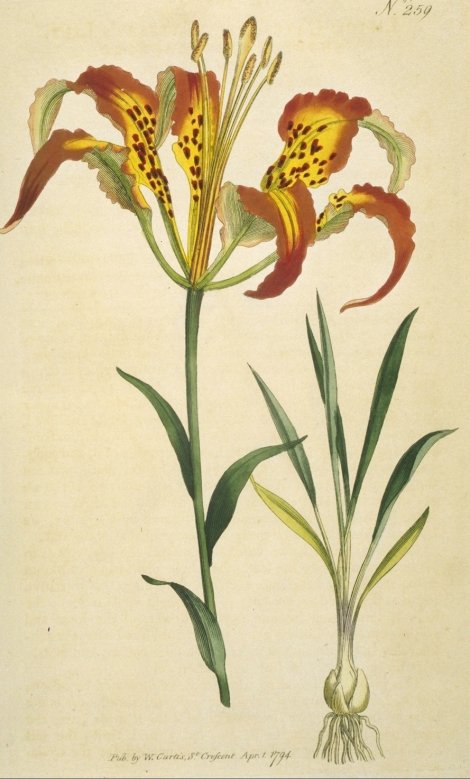 Lilium Catesbaei - Curtis's Botanical