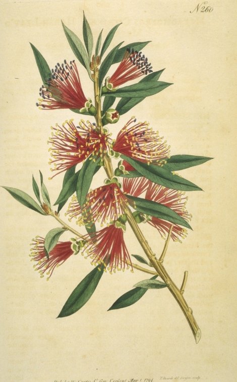 Callistemon citrinus - Curtis's Botanical