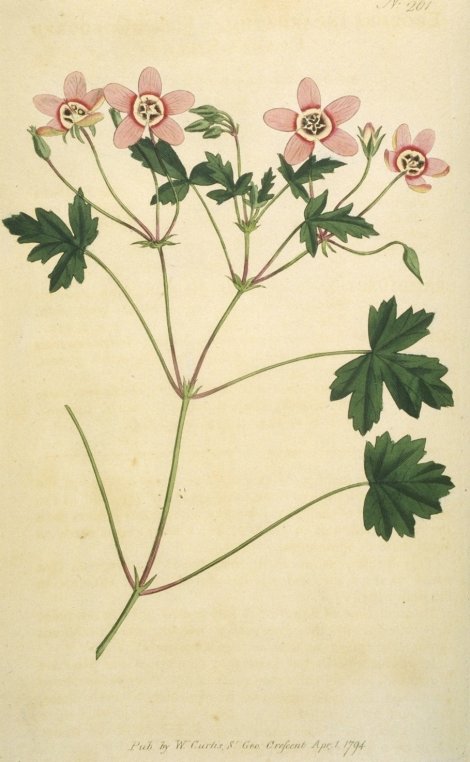 Erodium incarnatum - Curtis's Botanical