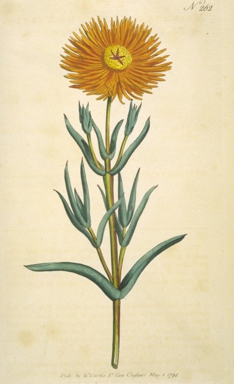Mesembryanthemum aureum - Curtis's Botanical