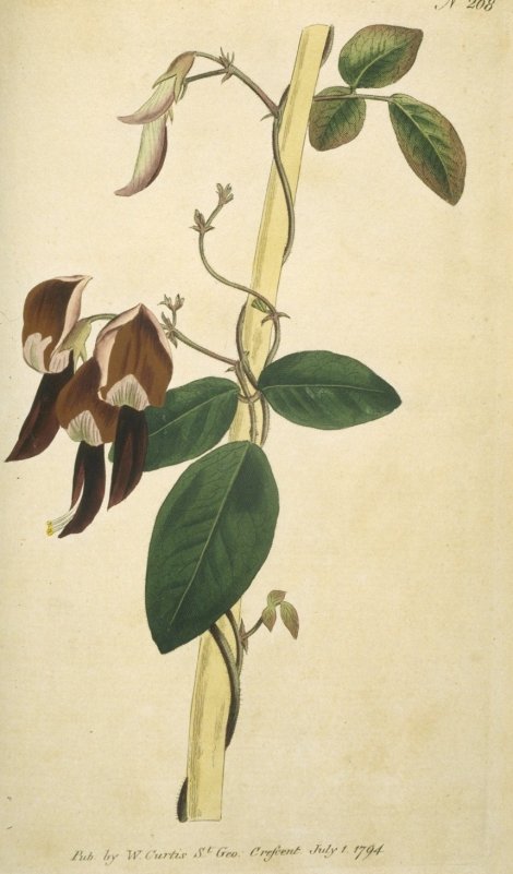 Kennedya rubicunda - Curtis's Botanical
