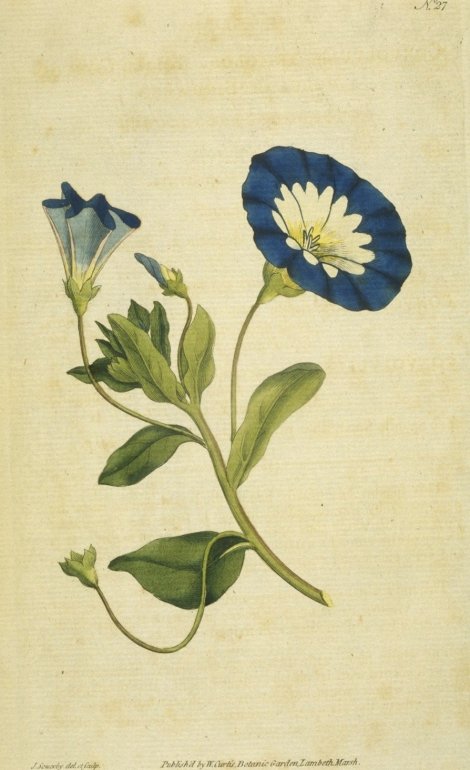Convolvulus tricolor - Curtis's Botanical