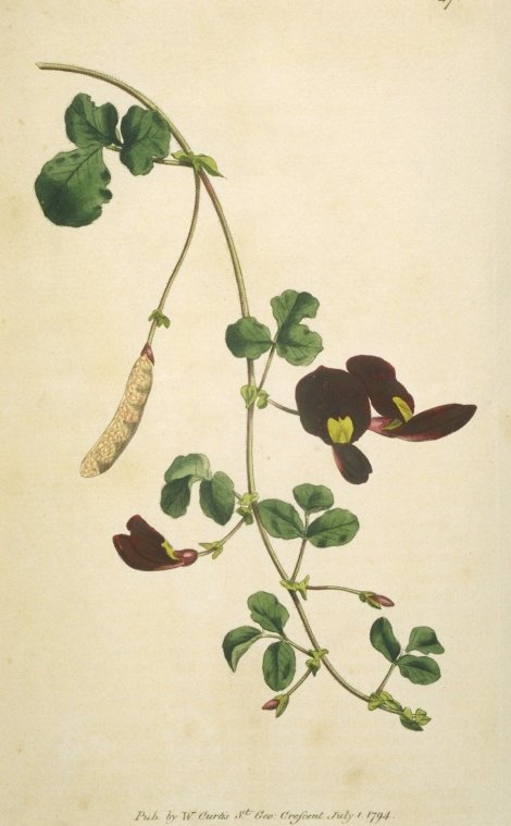 Kennedya prostrata - Curtis's Botanical