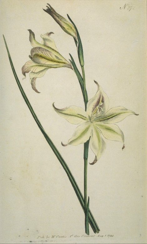 Gladiolus tristis - Curtis's Botanical