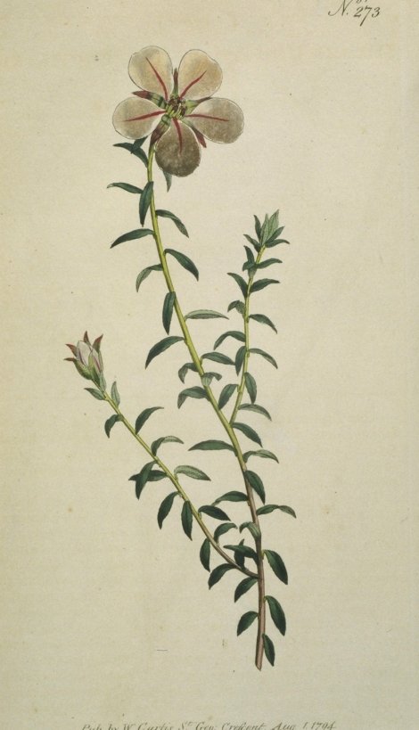 Diosma uniflora - Curtis's Botanical