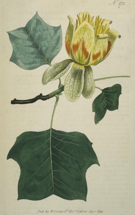 Liriodendron tulipifera - Curtis's Botanical