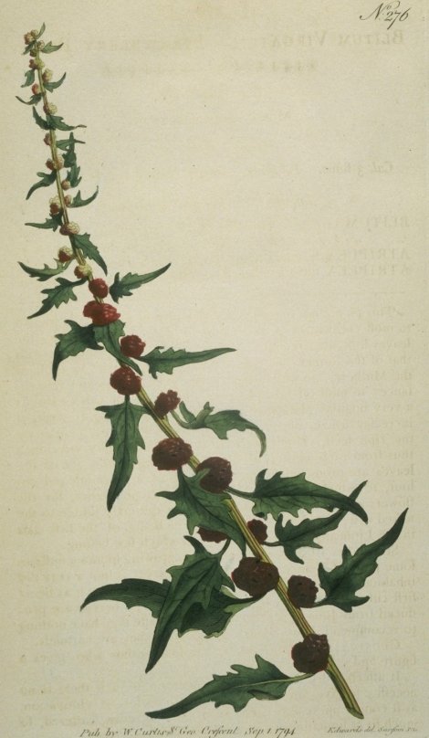 Chenopodium foliosum - Curtis's Botanical
