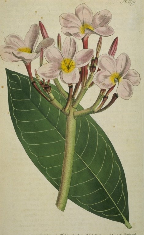 Plumeria rubra - Curtis's Botanical