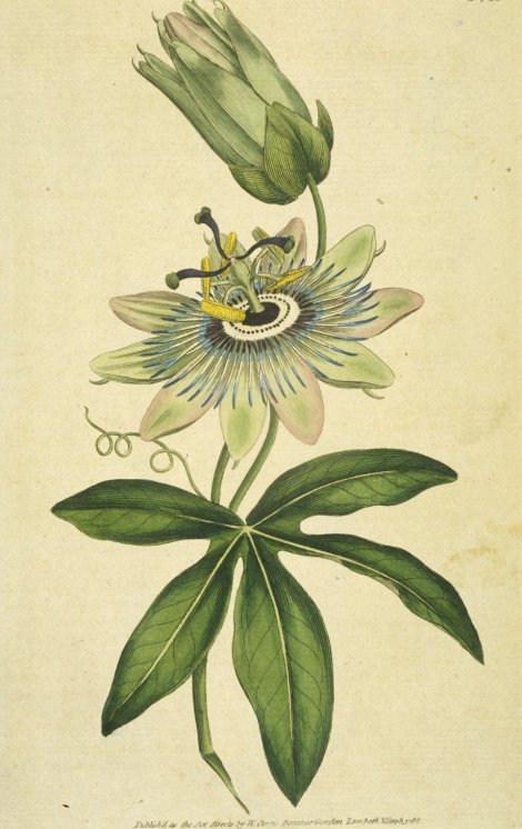 Passiflora coerulea - Curtis's Botanical
