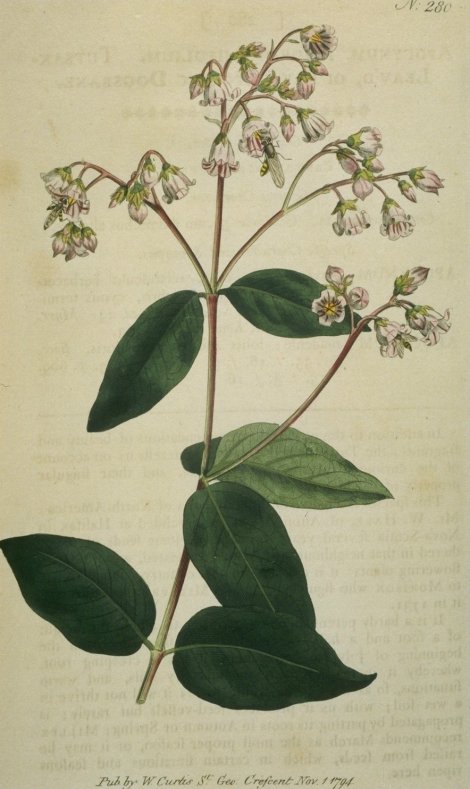 Apocynum androsaemifolium - Curtis's Botanical