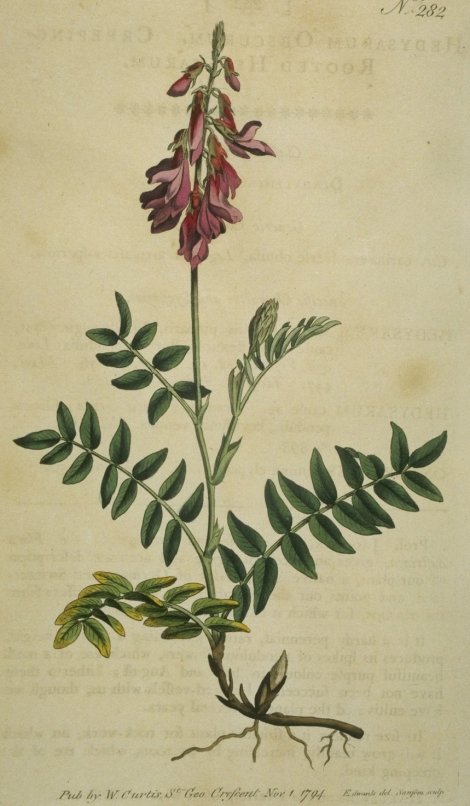 Hedysarum hedysaroides - Curtis's Botanical