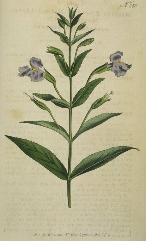 Mimulus ringens - Curtis's Botanical