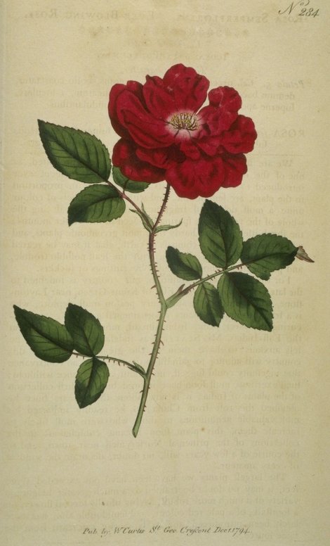 Rosa chinensis semperflorens - Curtis's Botanical
