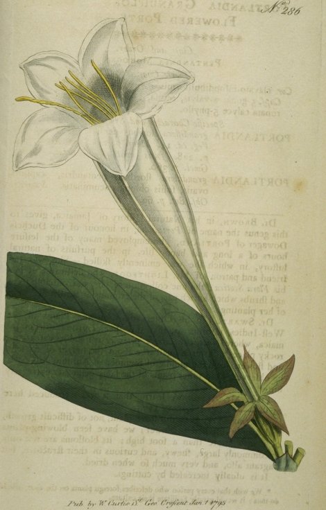 Portlandia grandiflora - Curtis's Botanical