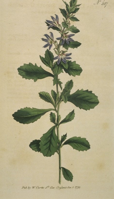 Scaevola albida - Curtis's Botanical