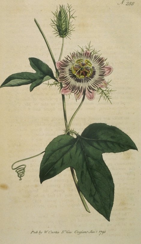 Passiflora foetida var. ciliata - Curtis's Botanical