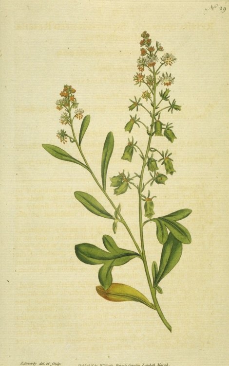 Reseda odorata - Curtis's Botanical