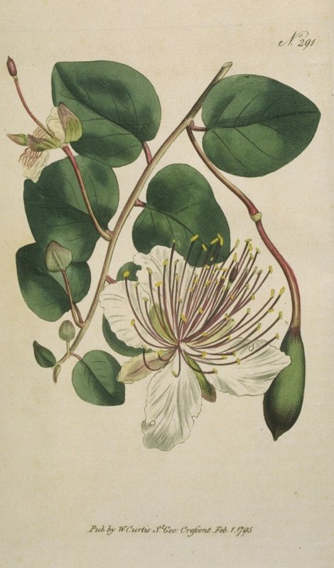Capparis spinosa - Curtis's Botanical