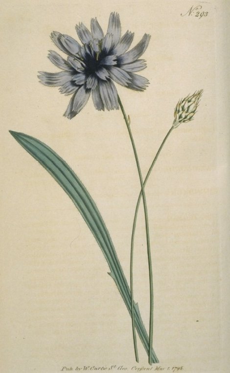 Catananche caerulea - Curtis's Botanical