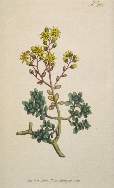 Aichryson tortuosum - Curtis's Botanical
