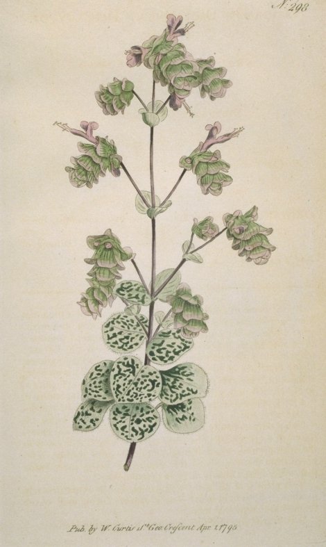 Origanum dictamnus - Curtis's Botanical