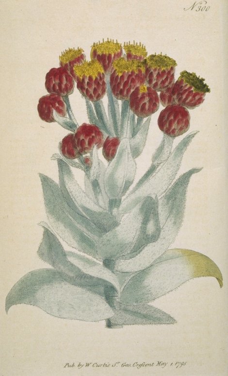 Helipterum eximium - Curtis's Botanical