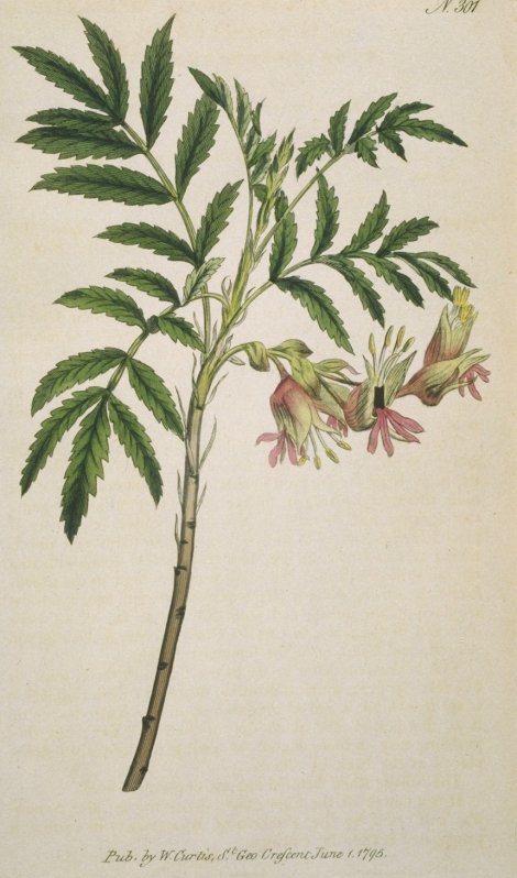 Melianthus minor - Curtis's Botanical
