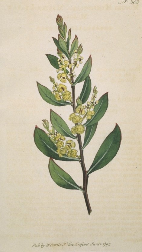 Acacia myrtifolia - Curtis's Botanical