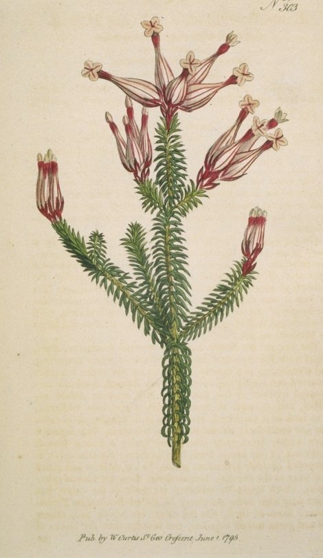 Erica ampullacea - Curtis's Botanical