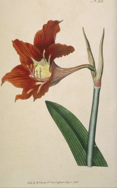 Hippeastrum puniceum - Curtis's Botanical