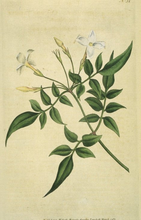 Jasminum officinale - Curtis's Botanical