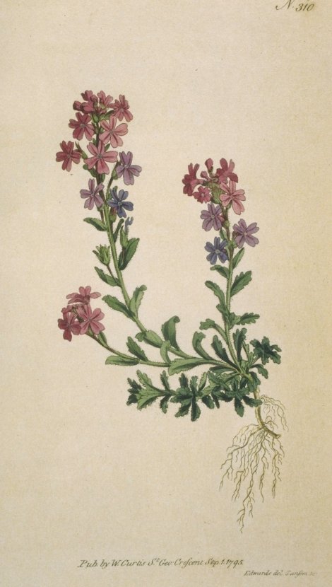 Erinus alpinus - Curtis's Botanical