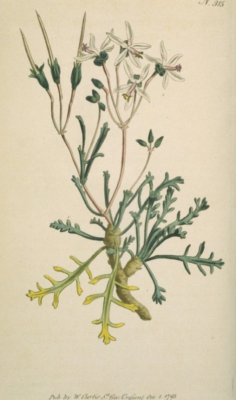 Pelargonium ceratophyllum - Curtis's Botanical