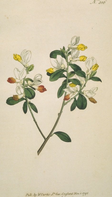 Polygala chamaebuxus - Curtis's Botanical