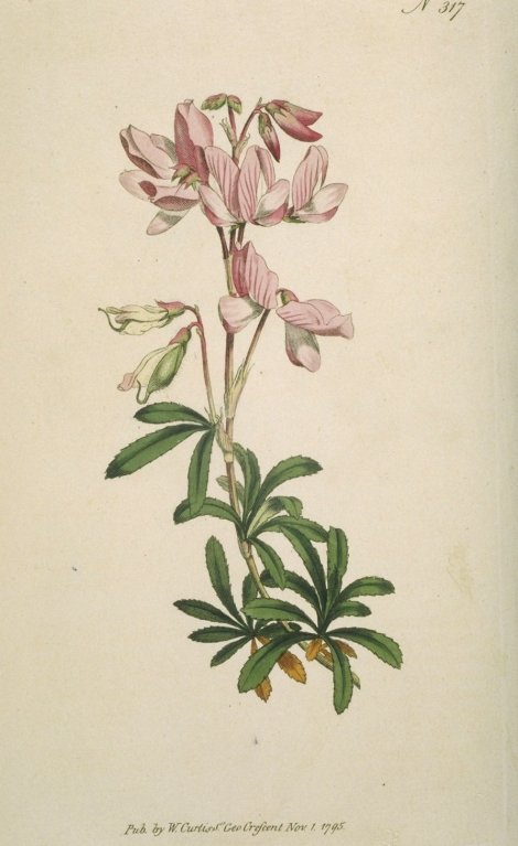 Ononis fruticosa - Curtis's Botanical