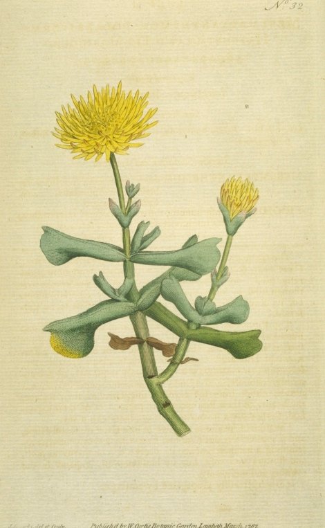 Rhombophyllum dolabriforme - Curtis's Botanical
