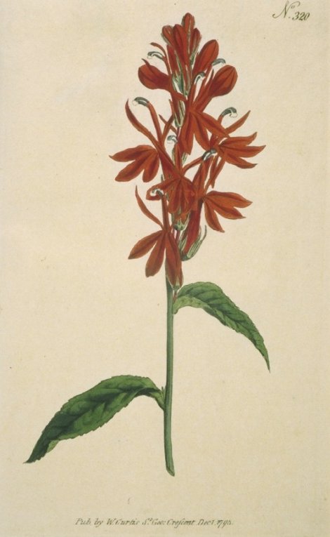 Lobelia cardinalis - Curtis's Botanical