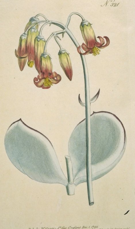 Cotyledon orbiculata - Curtis's Botanical