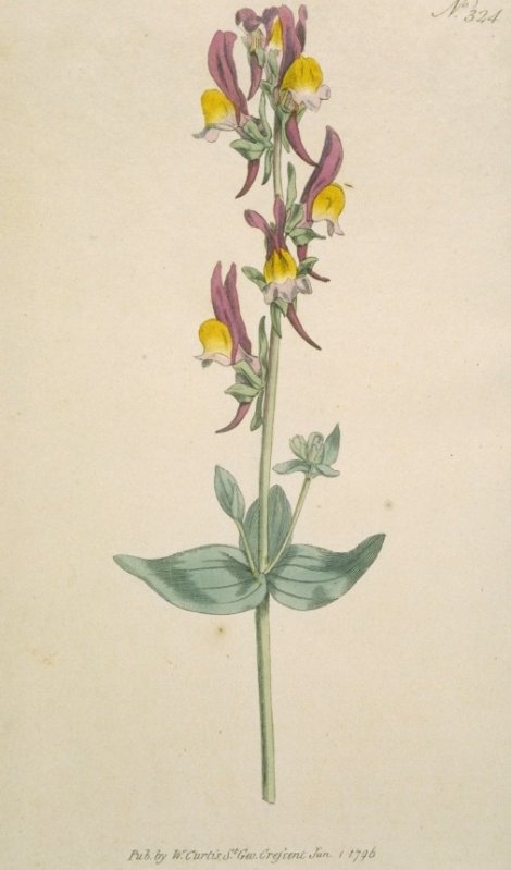 Linaria triphylla - Curtis's Botanical