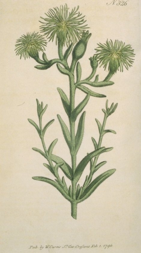 Mesembryanthemum viridiflorum - Curtis's Botanical