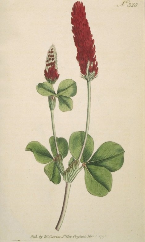 Trifolium incarnatum - Curtis's Botanical