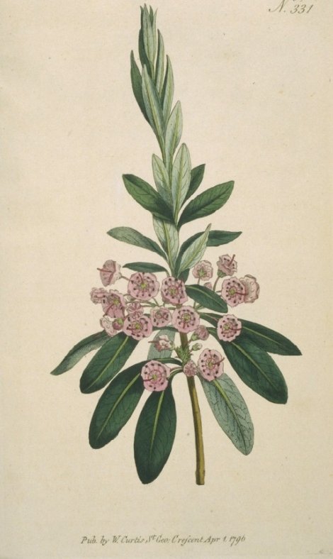 Kalmia angustifolia - Curtis's Botanical