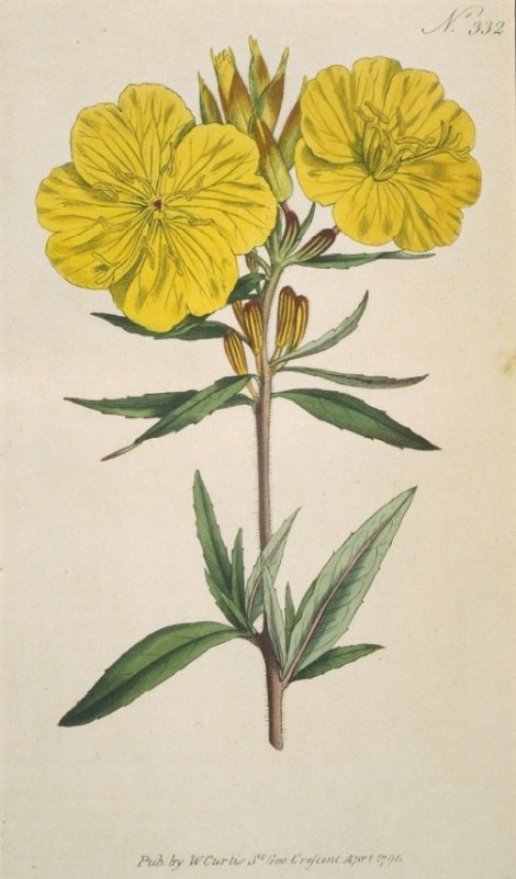 Oenothera fruticosa - Curtis's Botanical