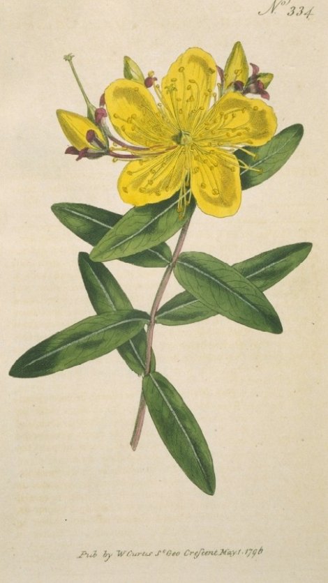 Hypericum monogynum - Curtis's Botanical