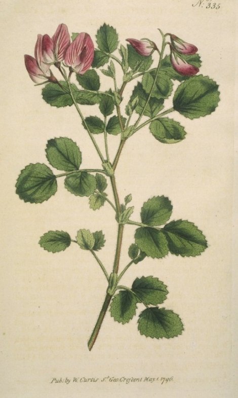 Ononis rotundifolia - Curtis's Botanical