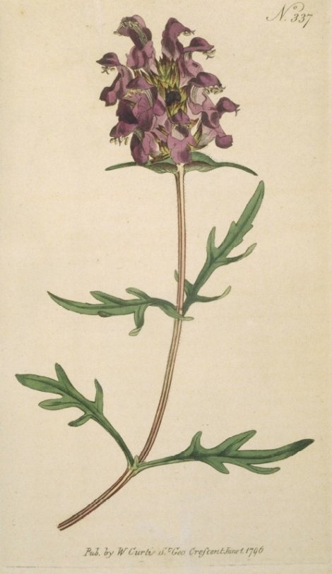 Prunella grandiflora - Curtis's Botanical