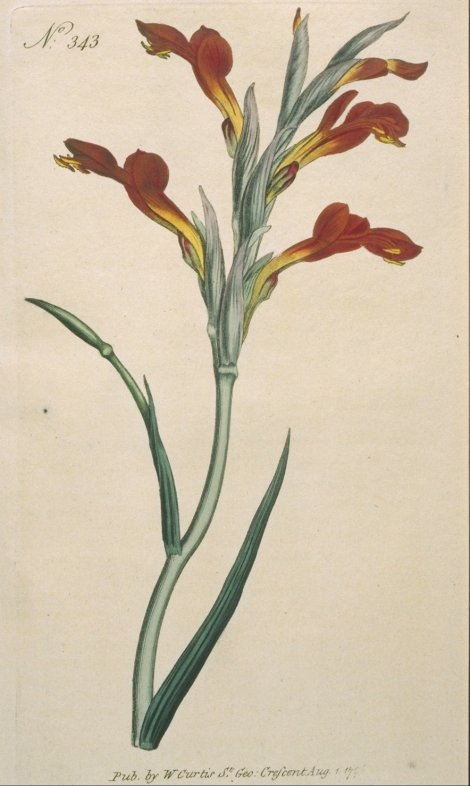 Gladiolus cunonius - Curtis's Botanical