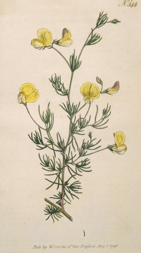Aspalathus pedunculata - Curtis's Botanical