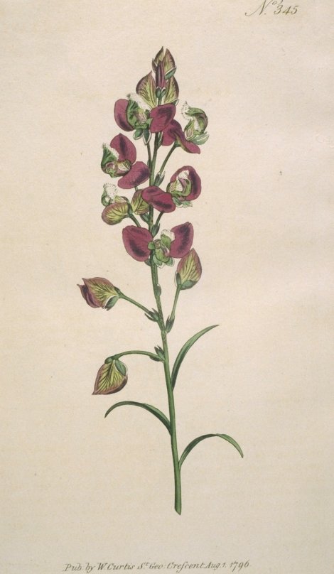 Polygala bracteolata - Curtis's Botanical